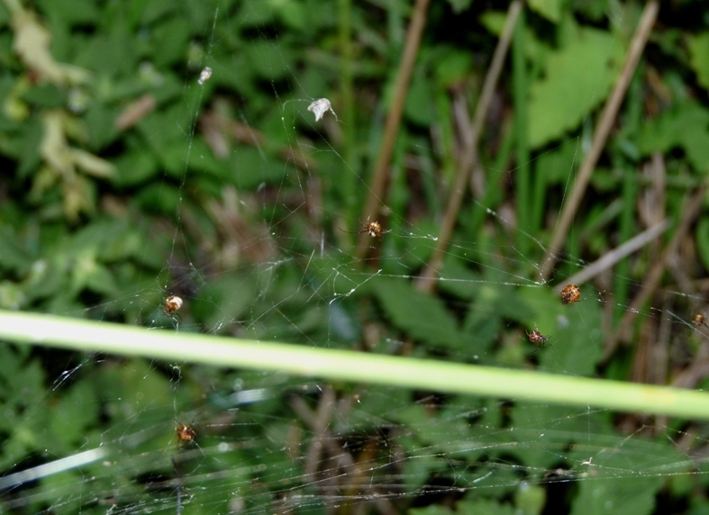 Gli astuti Argyrodes